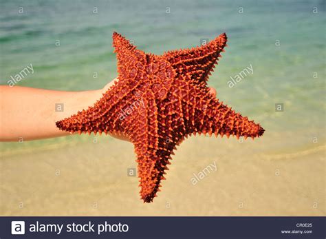 Red Cushion Sea Star Oreaster Reticulatus Protected