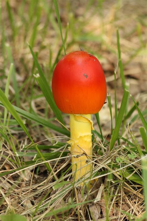 Orange Mushroom In Grass Free Stock Photo - Public Domain Pictures