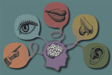 Cerebro Humano El Mundo De Los Cinco Sentidos Percepción Visual 5