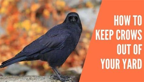 How To Keep Crows Out Of Your Yard Improved Yard