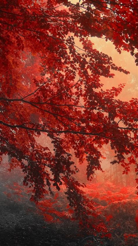 Red Autumn Trees Forest With Sunrays 4k Hd Nature Wallpapers Hd