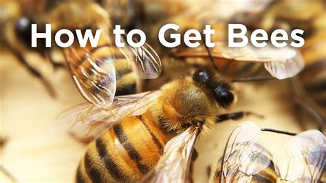How To Get Bees Youtube