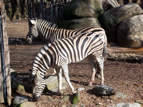 Philadelphia Zoo Plains Zebras Flickr Photo Sharing