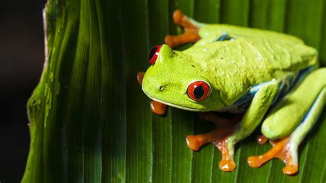 Wallpaper Animals Nature Green Amphibian Red Eyed Tree Frogs