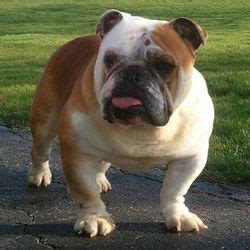 Are you american bulldog rescue protected? Adopt Forest on | Bulldog rescue, Fur babies, Pet adoption