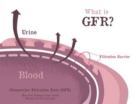 Classification Of Proteinuria Gfr Glomerular Filtrati Vrogue Co