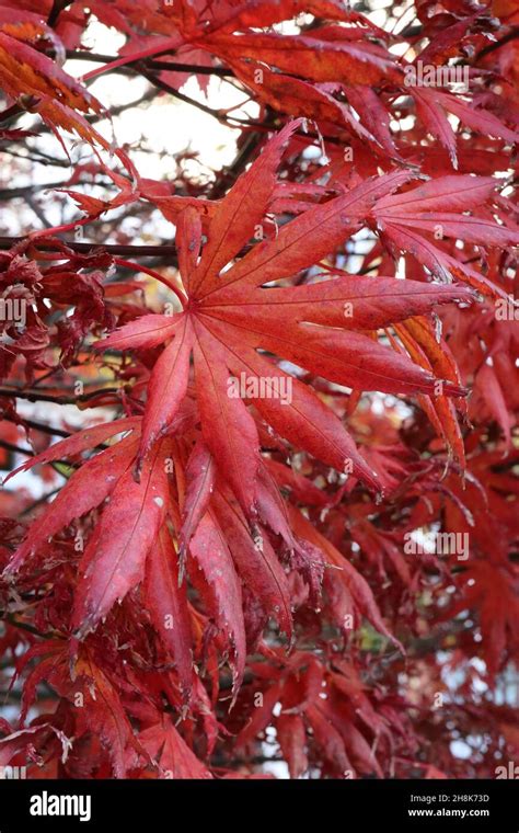 Acer Palmatum ‘red Emperor Japanese Maple Red Emperor Red Palmate