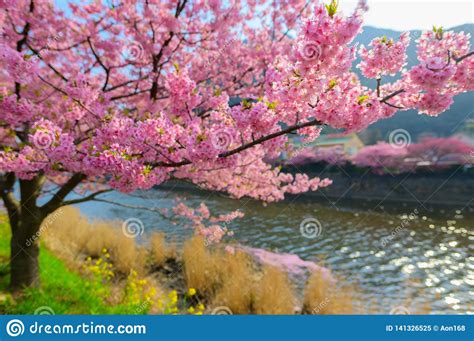 Beautiful Japan Sakura Tree Stock Image Image Of Landscape Beautiful