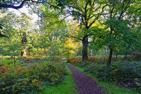 Bright Autumn Morning On The Paths Of Sherwood Forest Stock Photo
