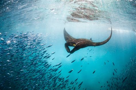 Campaigns - Australian Marine Conservation Society