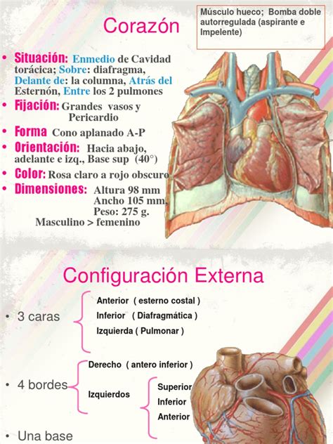 Anatomia Del Corazon Pdf Corazón Ventrículo Corazón