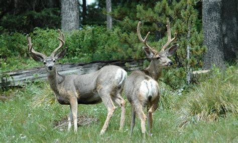 Check spelling or type a new query. Lolo National Forest, Montana - AllTrips