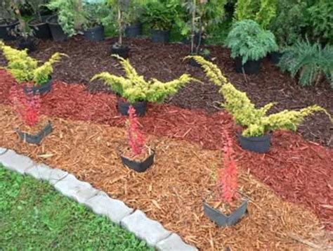 How To Choose The Best Coloured Mulch Wa Tree Works