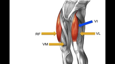 What Are The Quadriceps Muscles Youtube