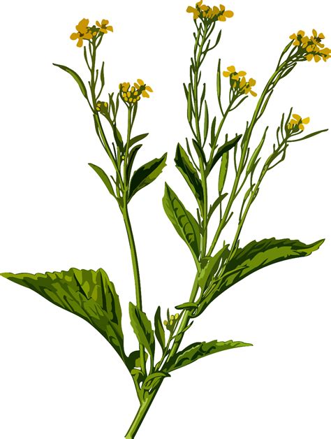 Mustard Plant Public Domain Vectors