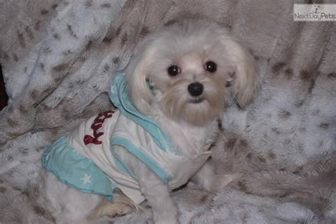 We offer health guarantee's on all puppies that leave our. Maltese puppy for sale near Austin, Texas | d3e8b454-da71