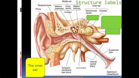 Nervous System 6 Of 7 Ear Structure And Function And Hearing Youtube