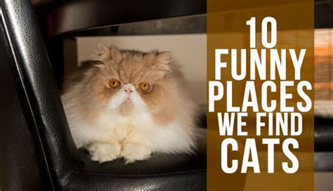 10 Funny Cat Hiding Places Petcha
