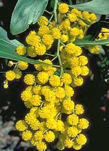 Discover the national flower of each country, see pictures and more. Golden Wattle - Australia National Flower Pictures