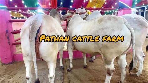 Most Beautiful 3 Huge Bachi In Pathan Cattle Farm At Kolkata 2023 Eid
