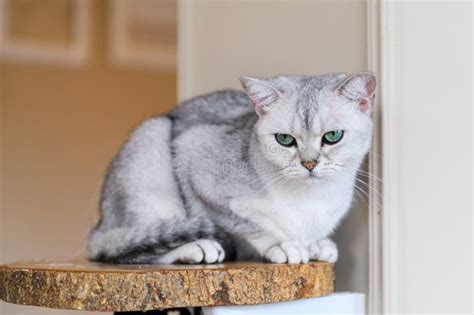 Cute Gray Scottish Fold Cat Sit On Wood Plate Stock Image Image Of