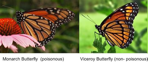 What Is Mimicry Facts About All