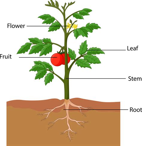 Parts Of Plants For Kindergarten