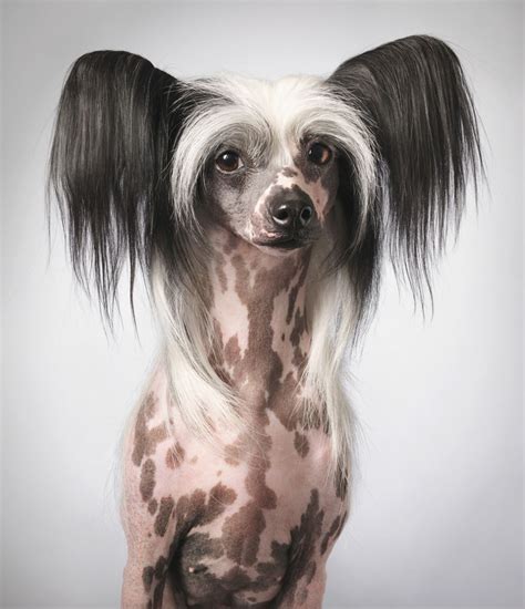 Chinese Crested Dogs Can Get Acne Poor Things Facts Chinese