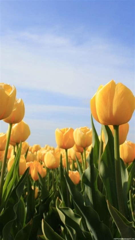 Flowers Sun Tulip Sky Yellow Iphone 6 Wallpapers Hd And 1080p 6 Plus
