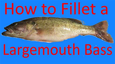 Easy How To Fillet Largemouth Bass For Beginners Youtube