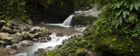 Find more malay words at wordhippo.com! Jungle Trekking | Sticky Rice Travel