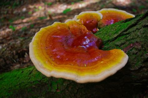 How To Grow Reishi Mushrooms The Ultimate Guide Grocycle