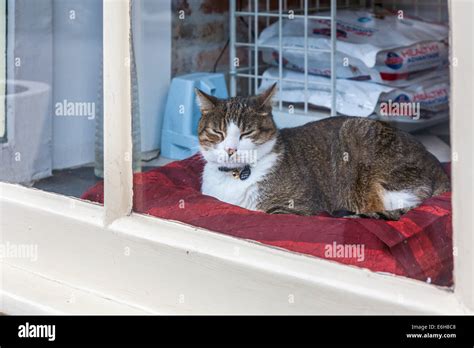 Pet Cat In Store Window Of Pet Shop In The French Quarter Of New