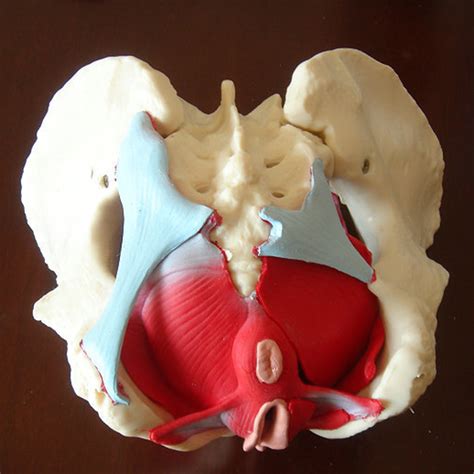 Vrouwelijk Bekken Bekkenbodemspier Model Baarmoeder Eierstokspier Verw Materialen