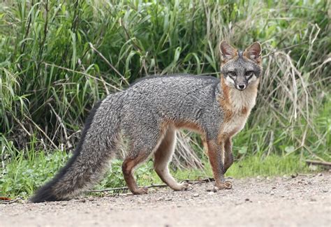 Gray Fox Urocyon Cinereoargenteus Photographed On Embarc Flickr