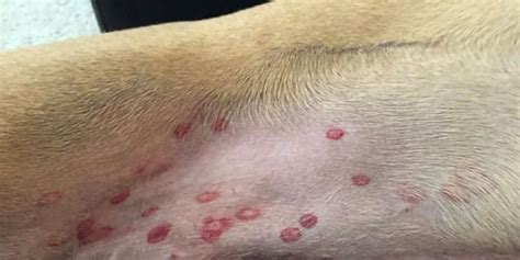 What Those Red Circles On Your Dogs Belly Really Are Black Fly Bites