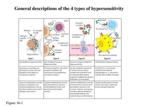 Ppt Chapter 16 Hypersensitive Reactions Powerpoint Presentation