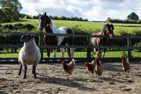 Farm Animals Free Stock Photo Public Domain Pictures