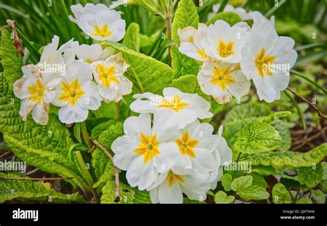 White Primrose Flowers In Nature Around Newark Nottinghamshire The Uk