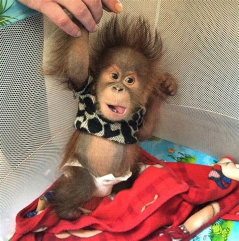 Chilling Photos Show What Happens To Baby Apes Stolen From Their