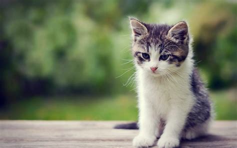 Cute Kittens Hd Wallpapers Wallpaper Cave