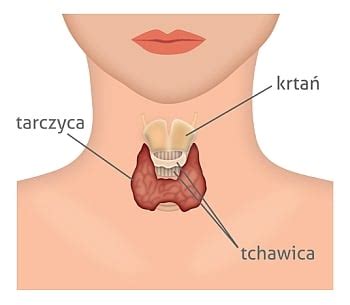 Nadczynność tarczycy objawy przyczyny leczenie nadczynności