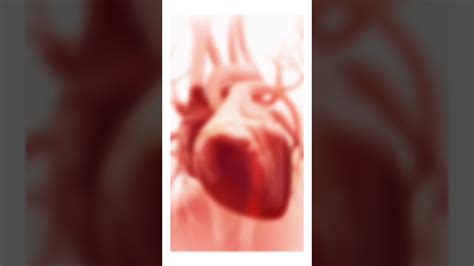 Плацента Plagentic для сердца - YouTube