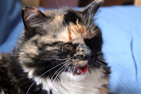 Much like with people, any trouble breathing is something we consider significant. What To Do About Cat Panting and Heavy Breathing | petMD ...