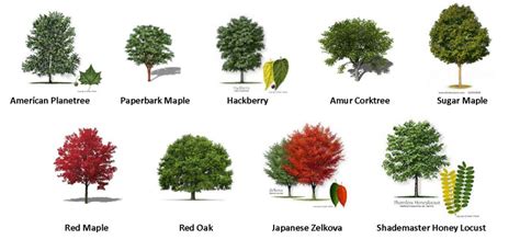 55 Trees Types Of Trees