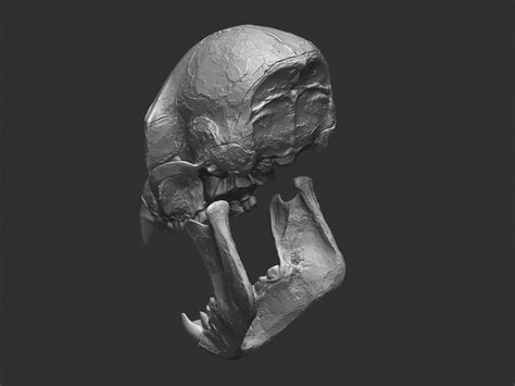Female Proconsul Africanus Skull D Print Model By Rbonnacoelho