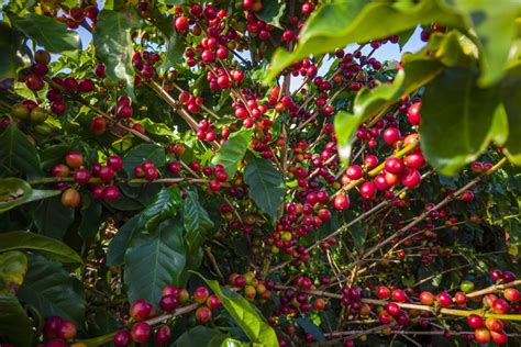 Malaysian Coffee Beans From The Farm My