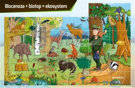 Tablica Magnetyczna Biotopbiocenoza Ekosystem Mentorskleppl