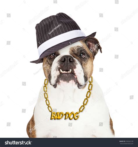 Bulldog Wearing Bad Dog Gold Chain Necklace And Gangster