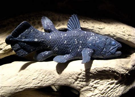 Coelacanth Wild Life World